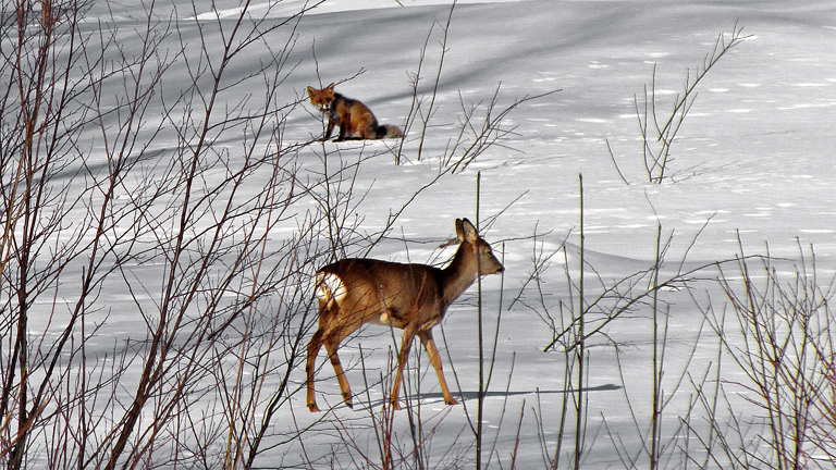 D_007.jpg - R�v - R�djur