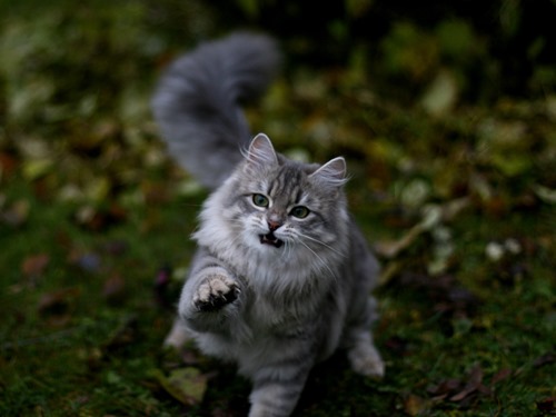 11_Christer_Hägglund_st