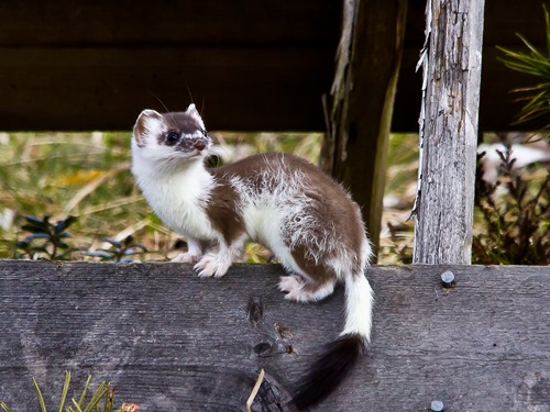 St_05_2012_11_Hans_Gälldin