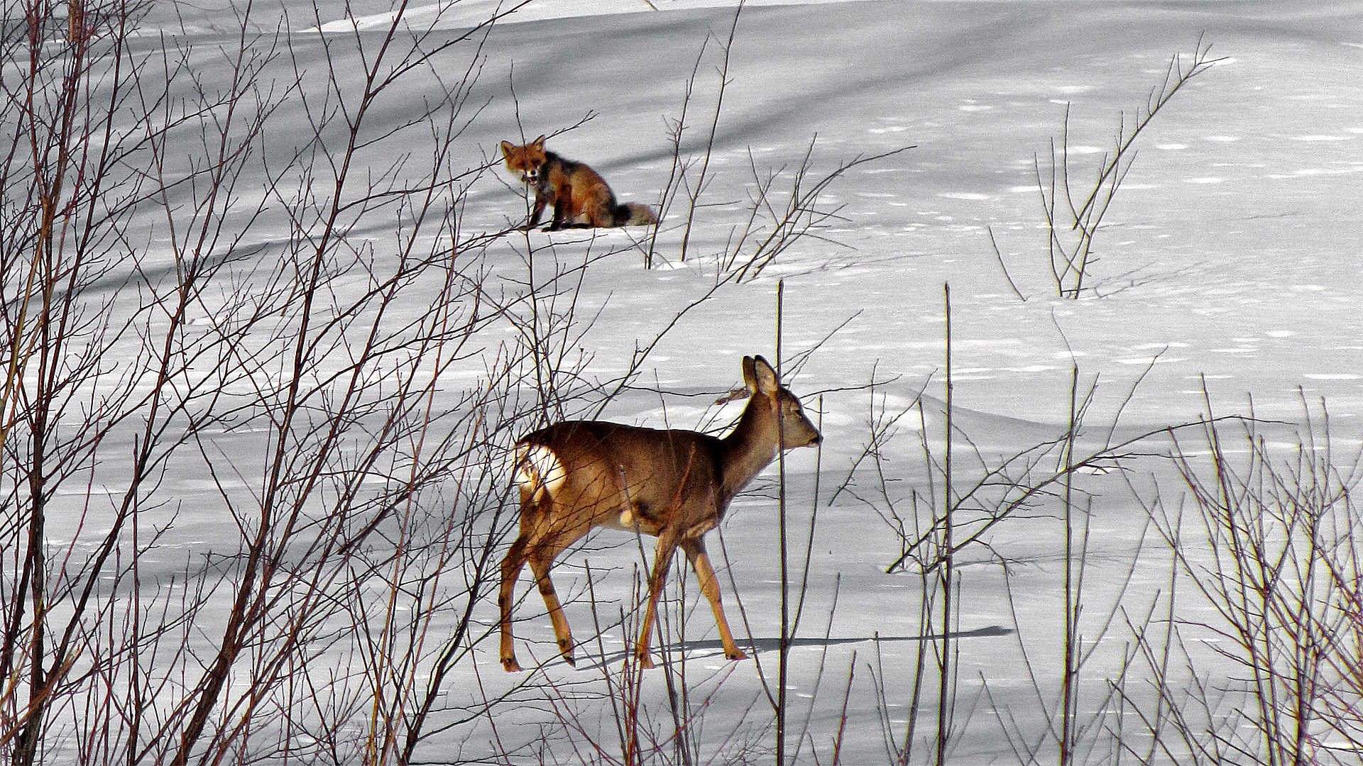 vartavling_2014_klass_d_04