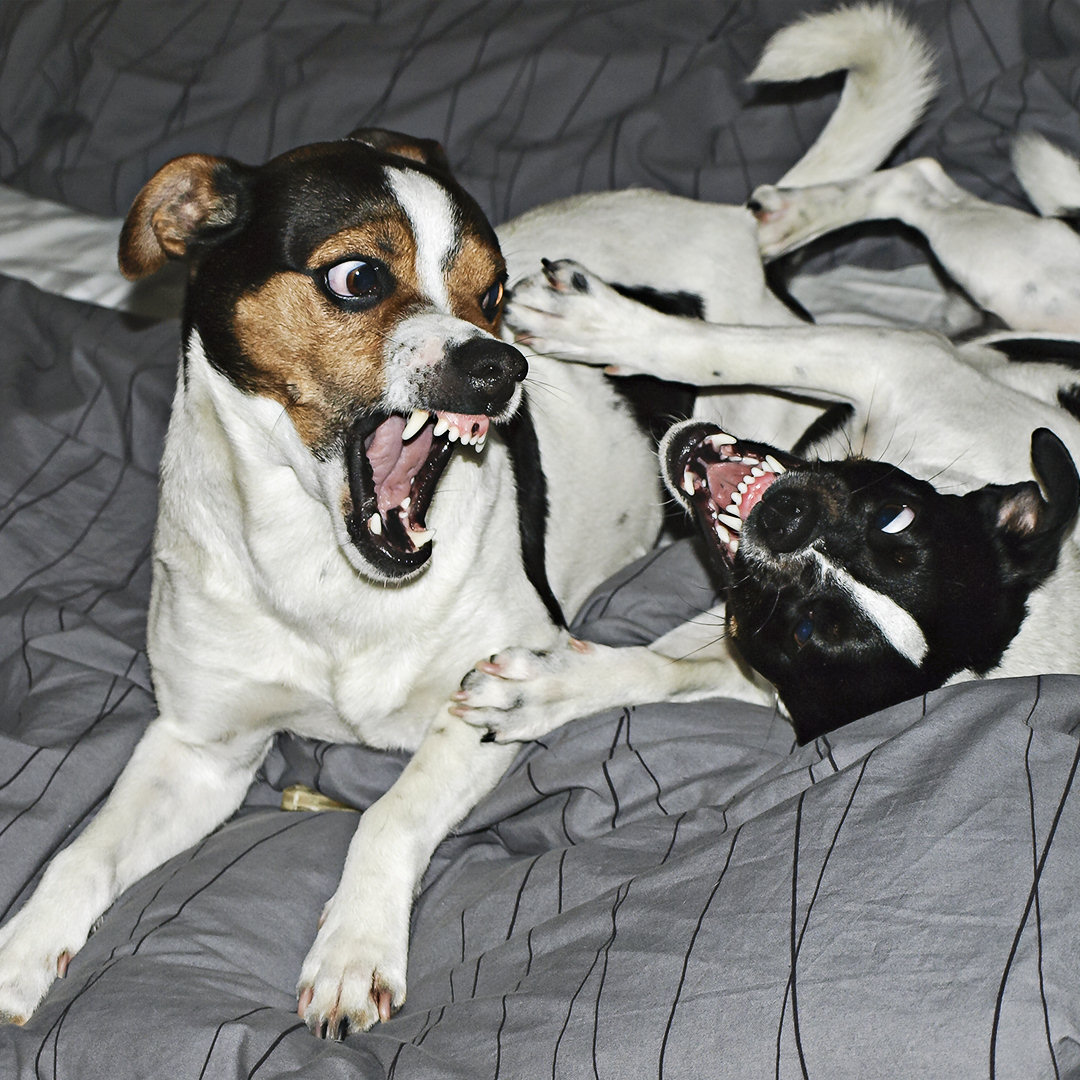 Nemo och Ludde busar i sängen hemma