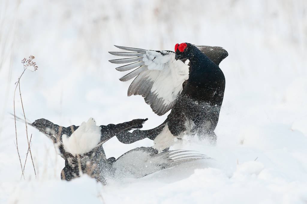 Foto: Tony Rundström