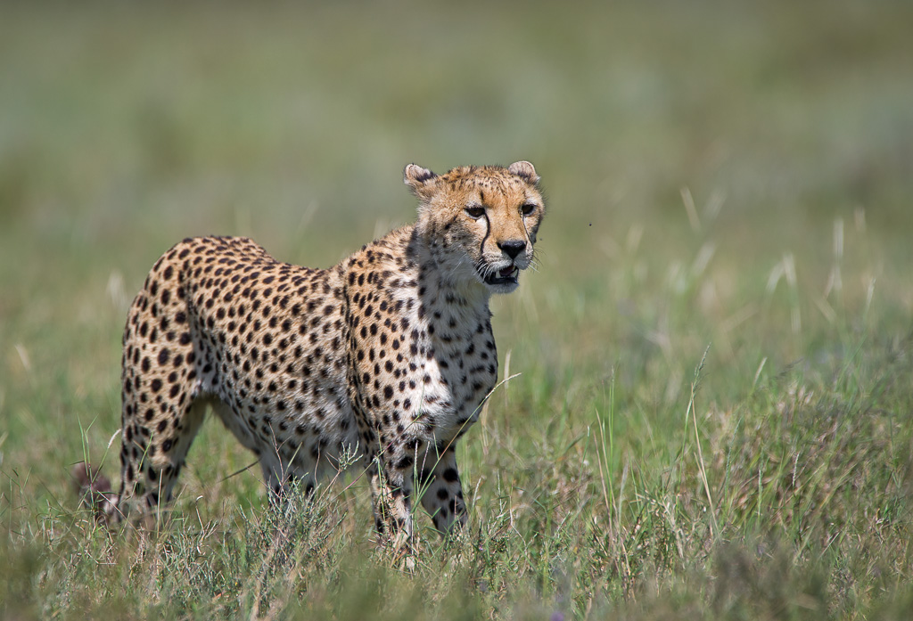 Foto: Tony Rundström