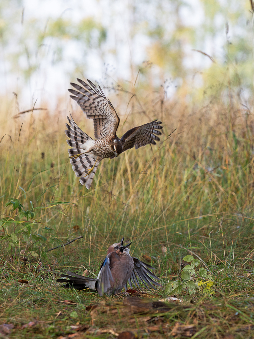 2_Hans_Gälldin_Färg1