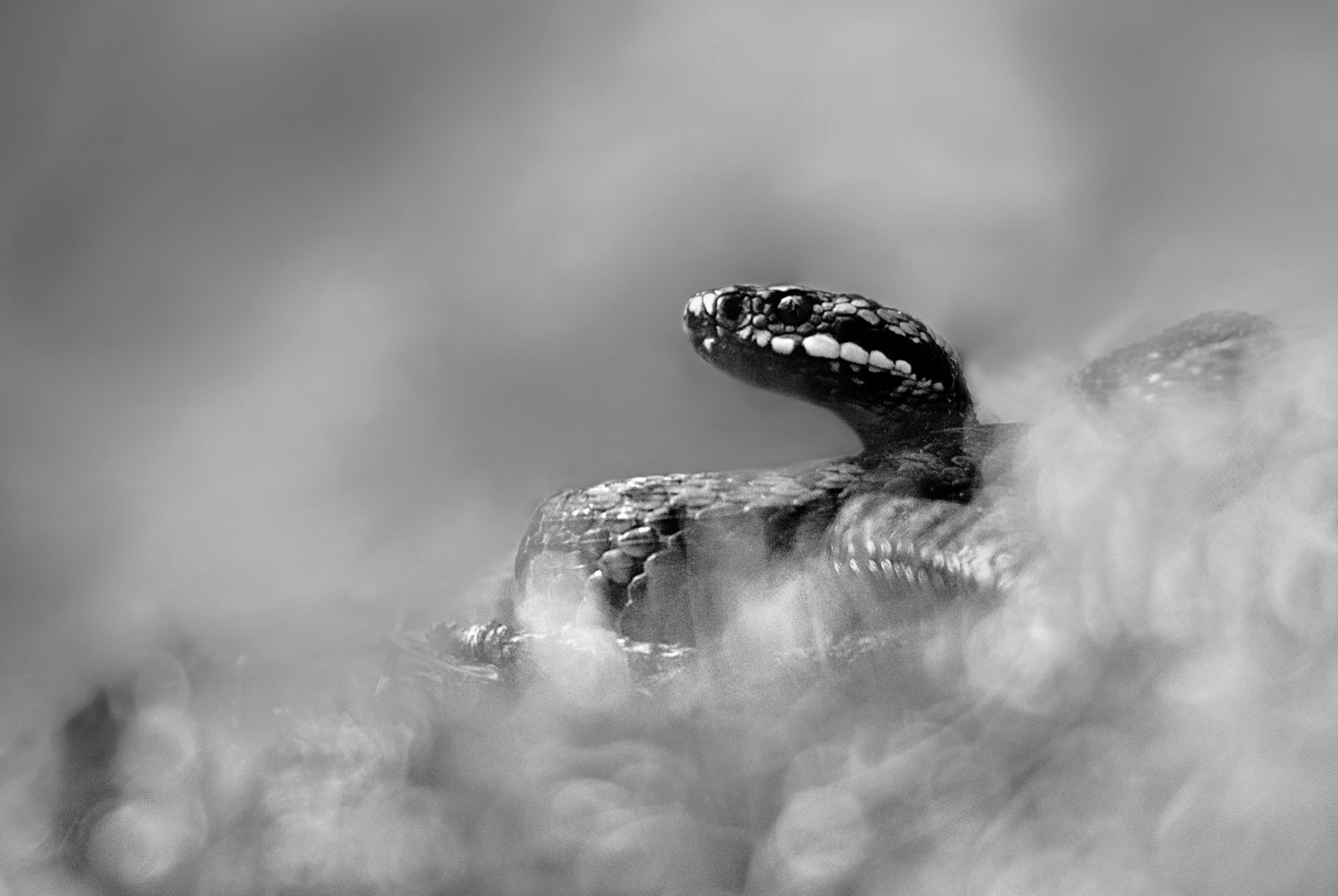 2_Urban Rundblom A 01