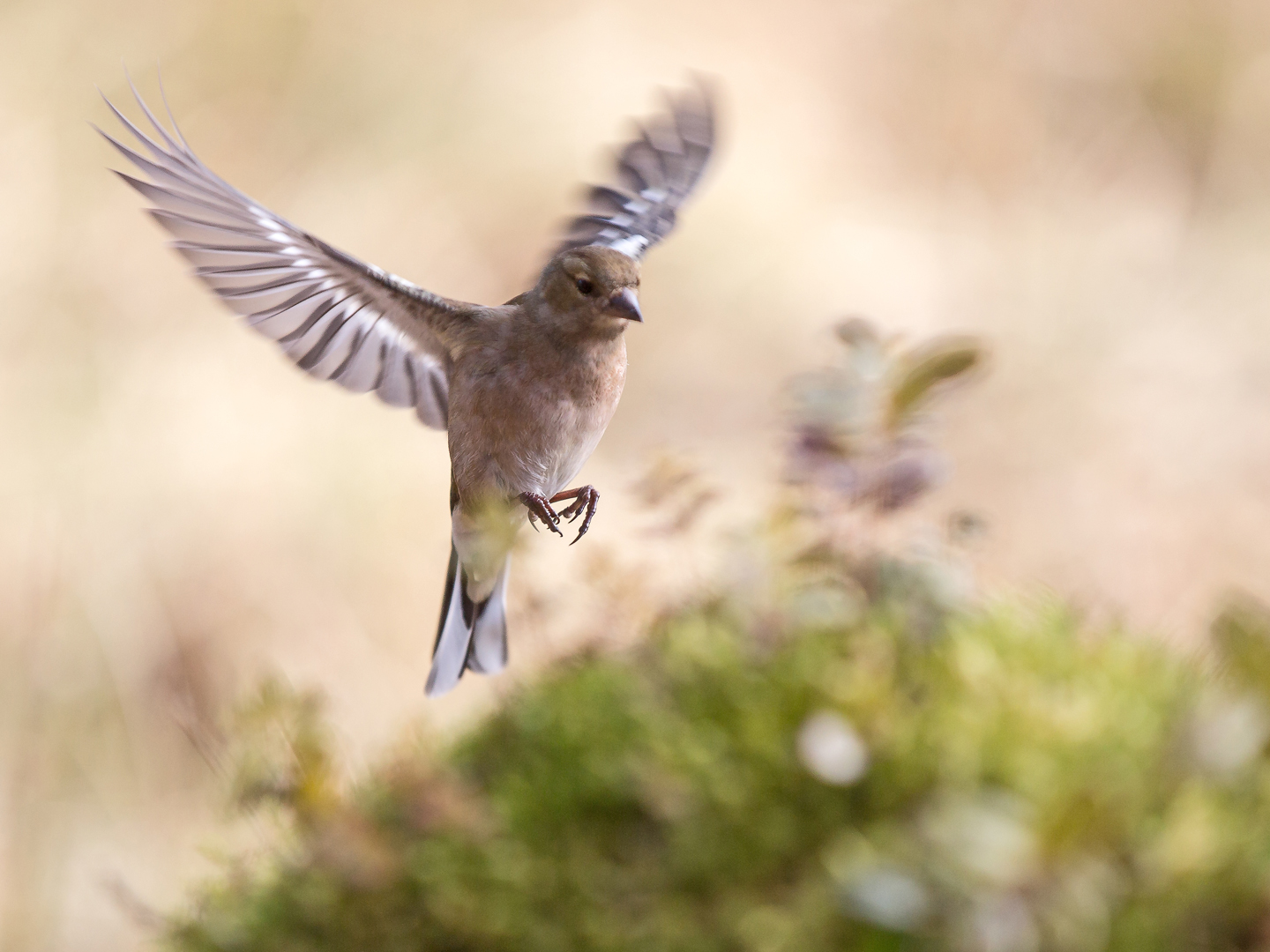 6_Hans_Gälldin_Färg3