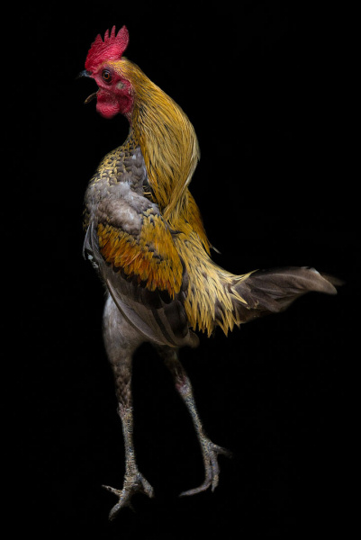 Foto: Tomas Hellström